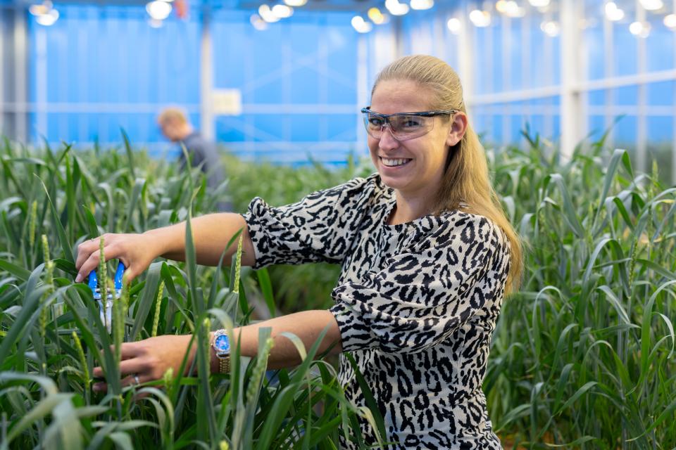 Medewerker kijkt in de camera en knipt het graan